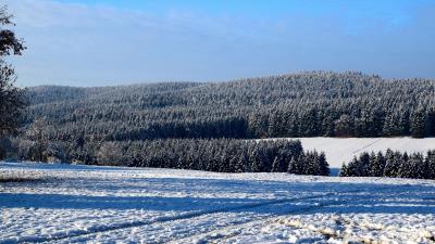 Field winter snow trees 4k wallpaper