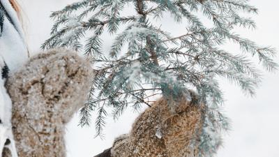 Fir branch snow 4k wallpaper