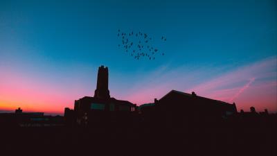 Flock birds night roofs 4k wallpaper