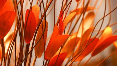 Flower plant leaves 4k wallpaper