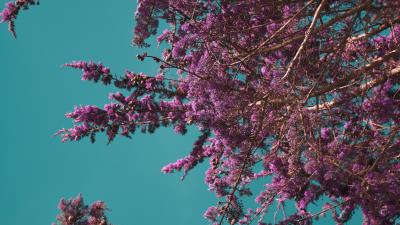 Flowers branches bloom 4k wallpaper