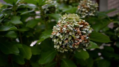 Flowers bush branch 4k wallpaper