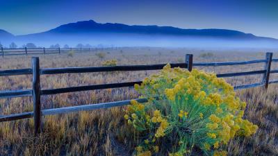 Flowers grass field fence 4k wallpaper
