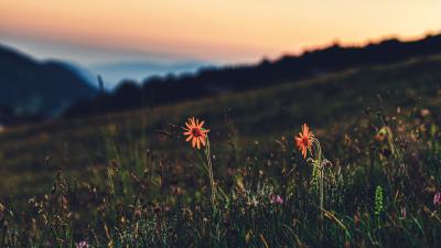 Flowers grass lawn 4k wallpaper