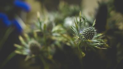 Flowers thorns blur 4k wallpaper