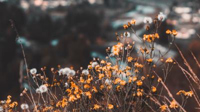 Flowers yellow wild 4k wallpaper