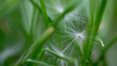 Fluff grass macro 4k wallpaper