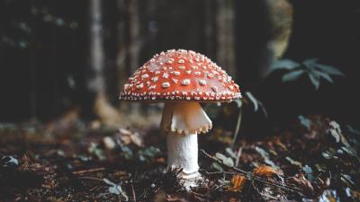 Fly agaric mushroom fall foliage 4k wallpaper