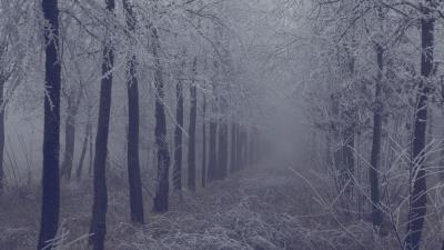 Fog forest frost 4k wallpaper