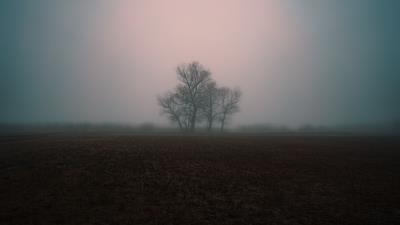 Fog gloomy tree 4k wallpaper