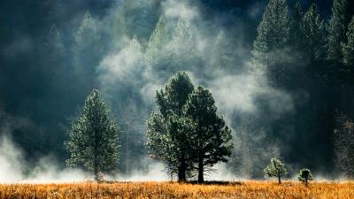 Fog pines grass faded colors 4k wallpaper