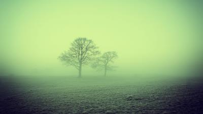 Fog trees field 4k wallpaper