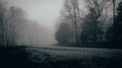 Fog trees forest image 4k wallpaper