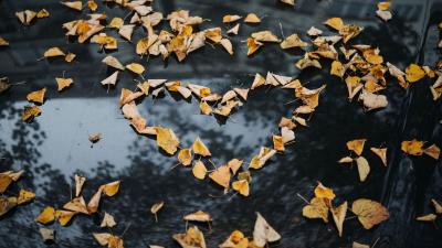 Foliage autumn heart dry fallen 4k wallpaper