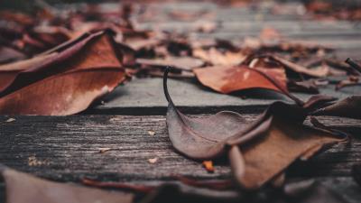 Foliage leaves autumn 4k wallpaper
