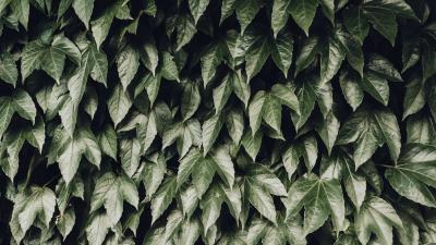 Foliage leaves bushes 4k wallpaper