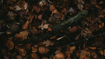 Foliage leaves dry 4k wallpaper