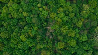 Forest aerial view green 4k wallpaper