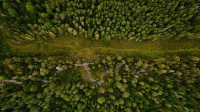 Forest aerial view path 4k wallpaper