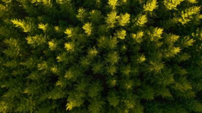 Forest aerial view spruce 4k wallpaper