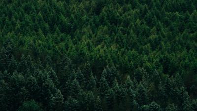 Forest aerial view trees im 4k wallpaper