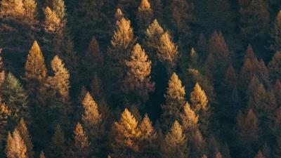 Forest aerial view trees img 4k wallpaper