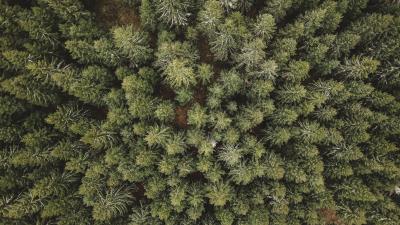 Forest aerial view trees io 4k wallpaper