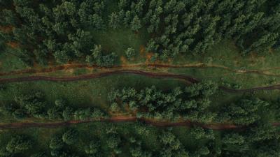 Forest aerial view trees pic 4k wallpaper