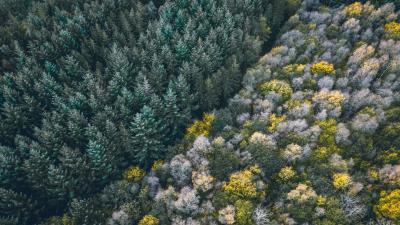 Forest aerial view trees picture 4k wallpaper