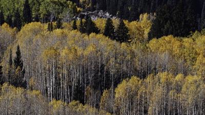 Forest birch spruce 4k wallpaper