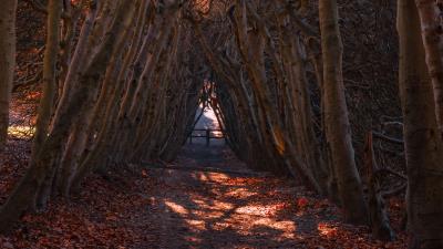 Forest branches arch 4k wallpaper
