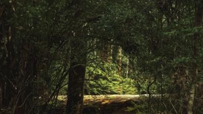 Forest branches pond 4k wallpaper