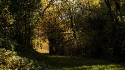 Forest bushes grass 4k wallpaper