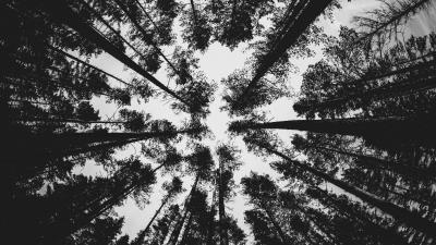 Forest bw trees 4k wallpaper
