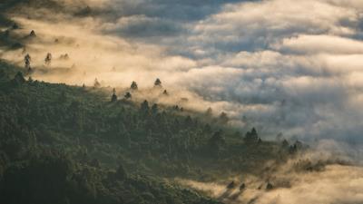 Forest clouds aerial view 4k wallpaper