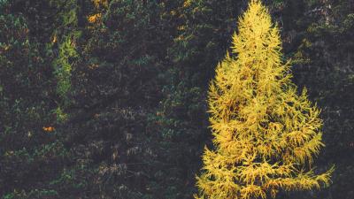 Forest conifer trees 4k wallpaper