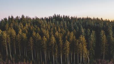 Forest coniferous trees 4k wallpaper