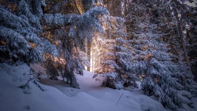 Forest coniferous winter 4k wallpaper