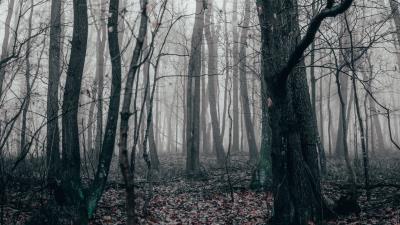 Forest fog autumn image 4k wallpaper