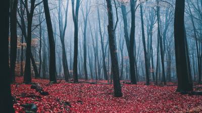 Forest fog autumn img 4k wallpaper