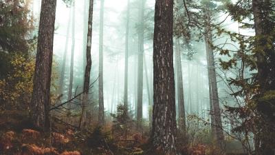 Forest fog autumn pic 4k wallpaper