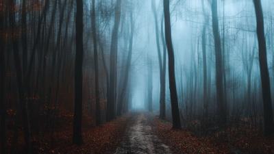 Forest fog autumn picture 4k wallpaper