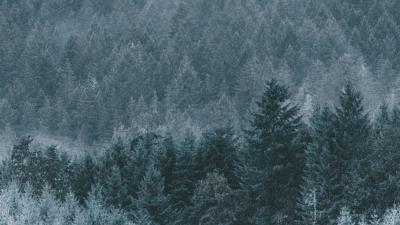 Forest fog haze 4k wallpaper