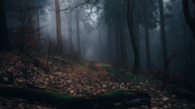 Forest fog path image 4k wallpaper