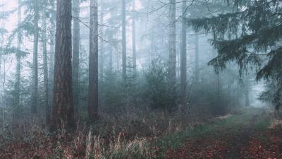 Forest fog path nature tree 4k wallpaper