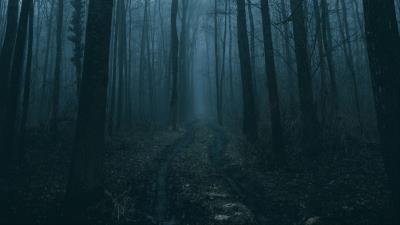 Forest fog path pic 4k wallpaper