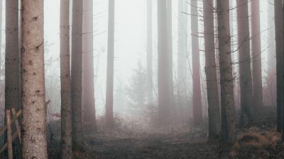 Forest fog pine trees 4k wallpaper