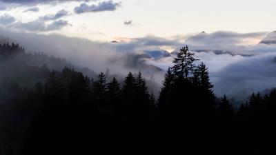 Forest fog spruce 4k wallpaper