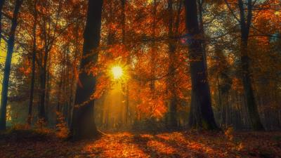 Forest Nature Sunlight Wallpaper 4k wallpaper