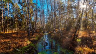 Forest River Wallpaper 4k wallpaper